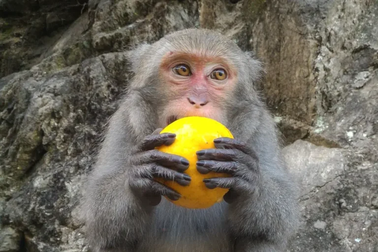 A Formosan rock macaque holding a round yellow fruit in both hands, against a rock face.