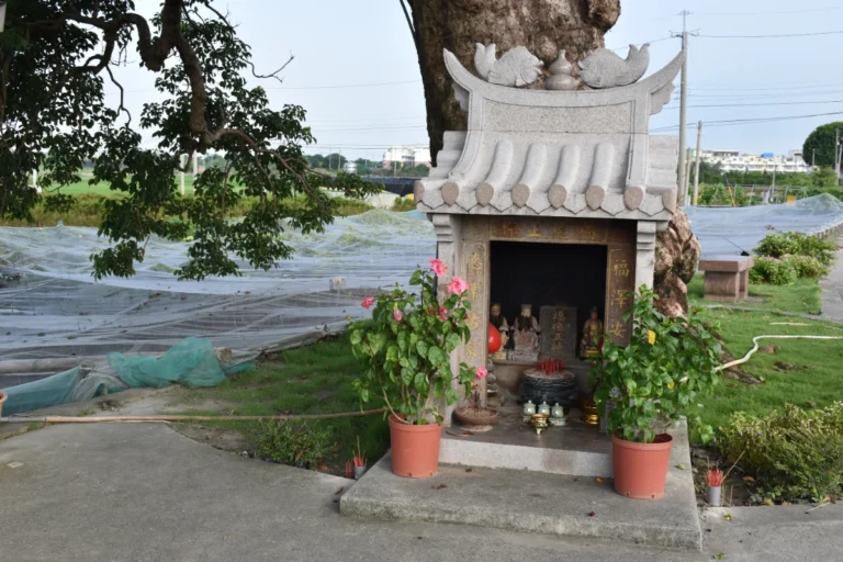 A small stone shrine to the earth god, with a tiled swallowtail roof, standing at the foot of a large old tree beside farmland, with potted flowers and offerings set in front of it
