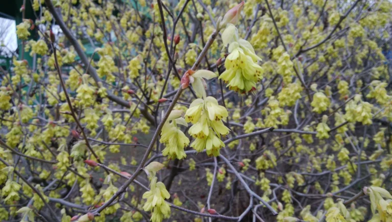 A bare branch of Cornus officinalis covered in small yellow flowers in early spring.
