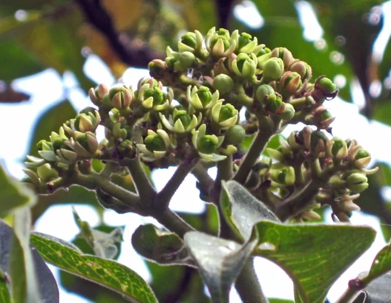 A flowering branch of Tetradium ruticarpum, the plant called wu zhuyu, with clusters of small pale flowers and compound leaves.
